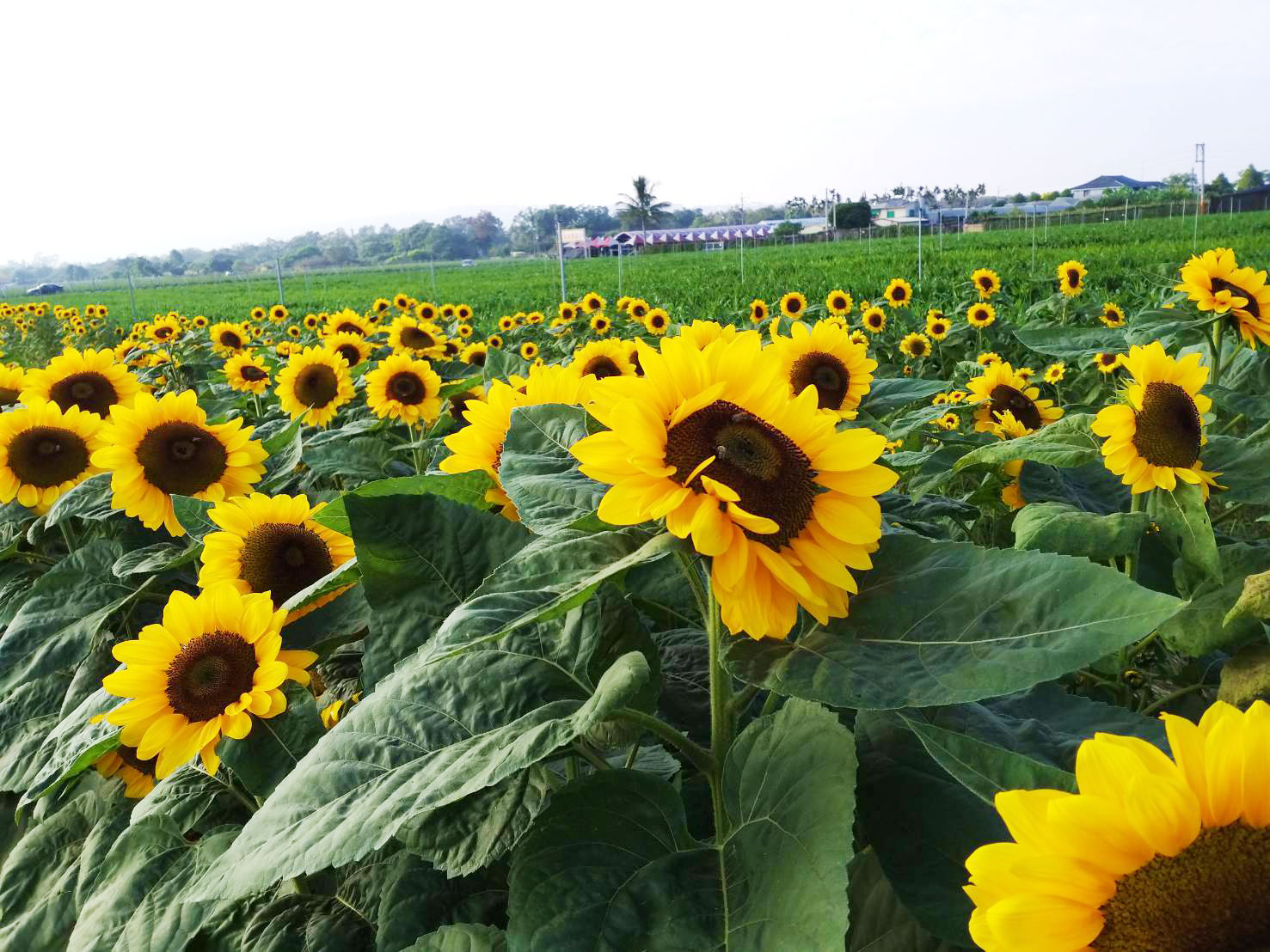 2019新社花海-6.jpg