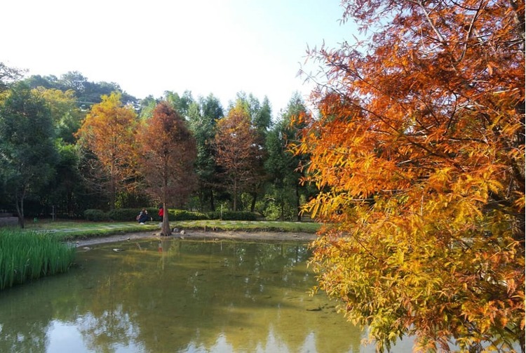 太平苗圃落羽松-2.jpg
