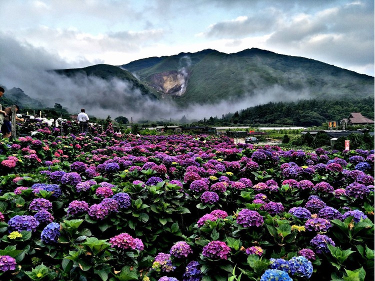 陽明山大賞園繡球花-1.jpg