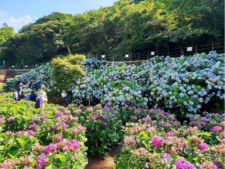 高家繡球花田水尾第一園區.jpg