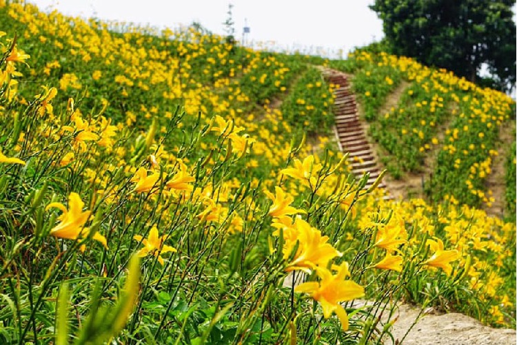 彰化花壇-虎山巖金針花.jpg