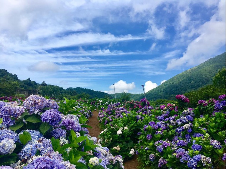 高家繡球花田水尾第二園區.jpg