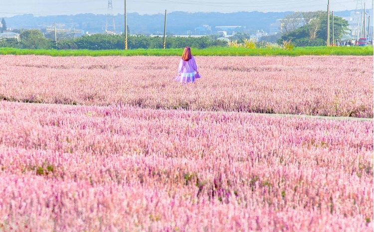 桃园花彩节仙草花节-1.jpeg