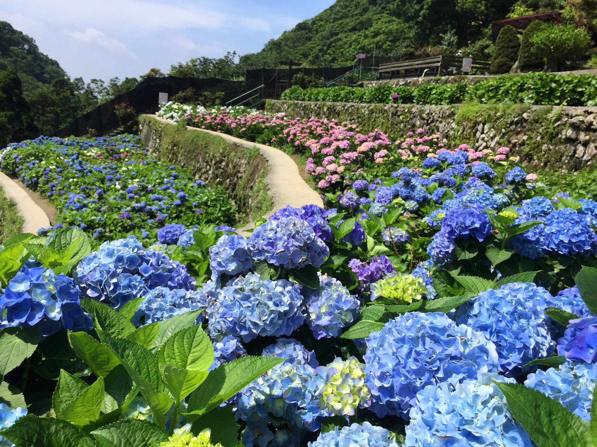 Hydrangea-大梯田花卉生態農園-1