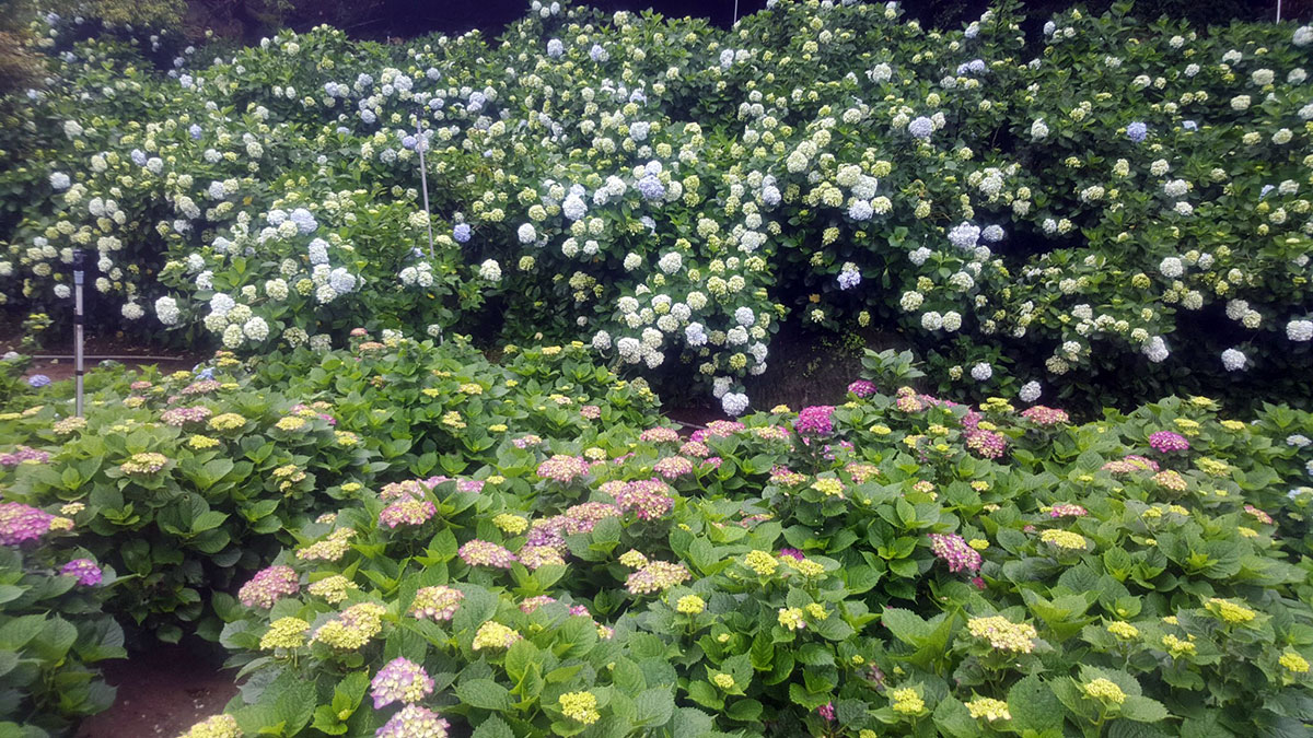 Hydrangea-高家繡球花田-2