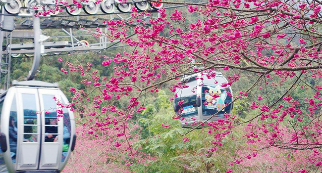 賞櫻-九族文化村-1