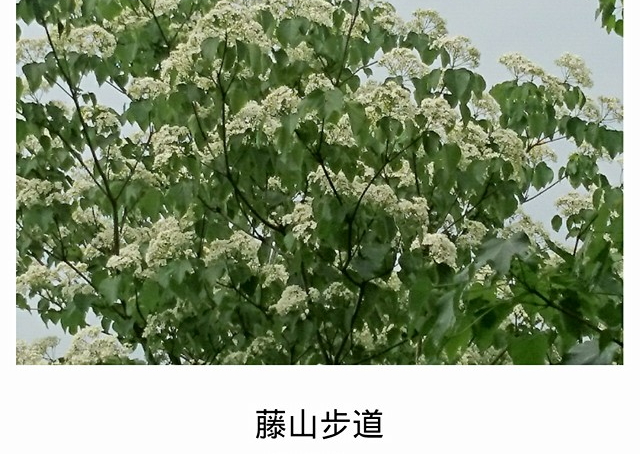 藤山步道