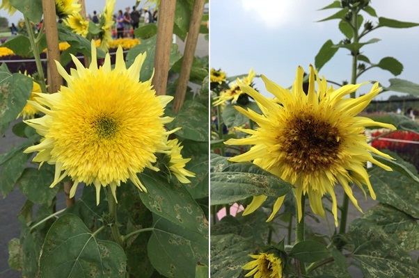 161115新社花海節, 2016年, 105年, 台中國際花毯節 (3)