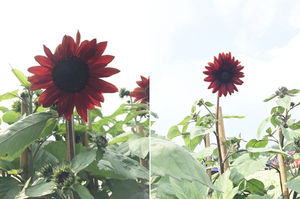 161115新社花海節, 2016年, 105年, 台中國際花毯節 (6)