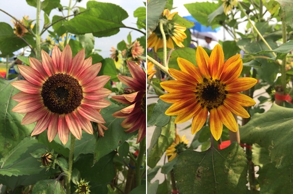 161115新社花海節, 2016年, 105年, 台中國際花毯節 (5)