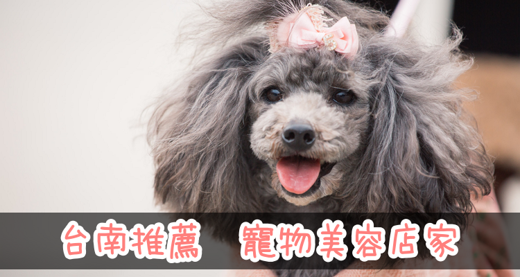 桃園寵物店 推薦6家最評價好的寵物店 合法 買狗 買貓 寵物用品 領養 價格 價錢 費用 奇奇筆記