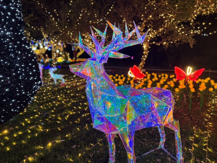 2025 梨山山谷燈光節.jpg