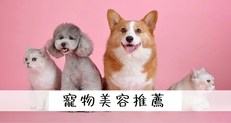 新莊推薦 評價最好的3家寵物美容 Spa 洗澡 價格 課程 沙龍 價錢 費用 便宜 狗 貓 奇奇筆記