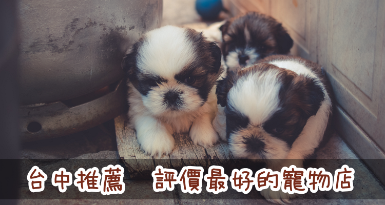 台中寵物店 推薦6家最評價好的寵物店 合法 買狗 買貓 寵物用品 領養 價格 價錢 費用 奇奇筆記