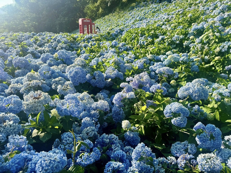 沐心泉休閒農場 繡球花.jpg