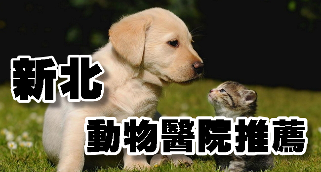 彰化推薦 去動物醫院前必知的3件事 價格 費用 獸醫院 24h急診 寵物醫院 獸醫 貓醫院 狗醫院 奇奇筆記